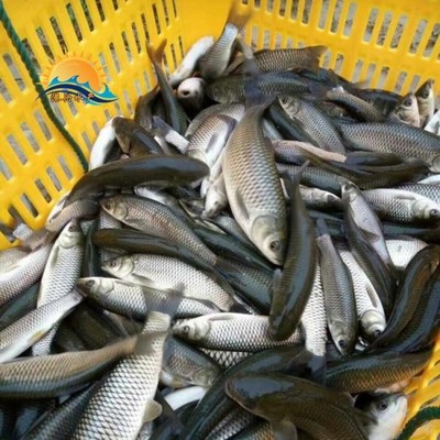 優(yōu)質(zhì)草魚(yú)苗批發(fā) 廣東港興水產(chǎn)提供3-8公分魚(yú)苗，價(jià)格合理